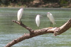 Egretta thula