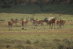 Tragelaphus oryx pattersonianus