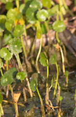 Hydrocotyle