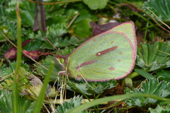 Colias dimera