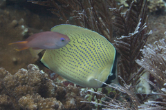 Chaetodon citrinellus