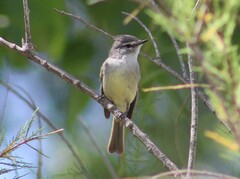 Serpophaga griseicapilla