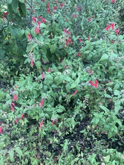 Salvia gesneriiflora