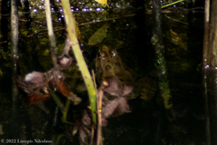 Pelophylax kurtmuelleri