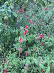 Salvia gesneriiflora