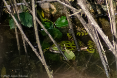Pelophylax kurtmuelleri