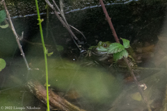Pelophylax kurtmuelleri
