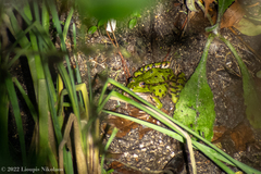 Pelophylax kurtmuelleri