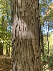 Carya ovata