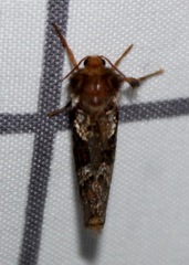 Korscheltellus gracilis