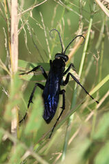Pepsis mexicana