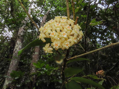 Hoya pottsii