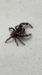 Phidippus asotus