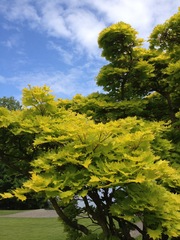 Acer japonicum