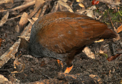 Megapodius reinwardt