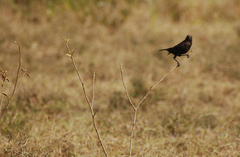 Myrmecocichla aethiops