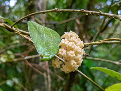 Hoya pottsii