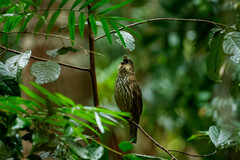 Scenopoeetes dentirostris