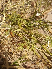 Hymenothrix wislizeni