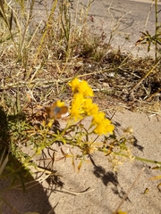 Hymenothrix wislizeni