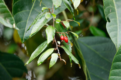 Elaeagnus triflora