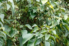 Elaeagnus triflora