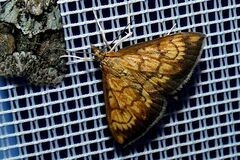 Ecpyrrhorrhoe rubiginalis