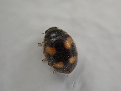 Nephus quadrimaculatus
