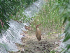Ixobrychus cinnamomeus