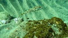 Sphoeroides marmoratus