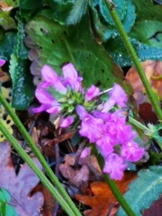 Betonica officinalis