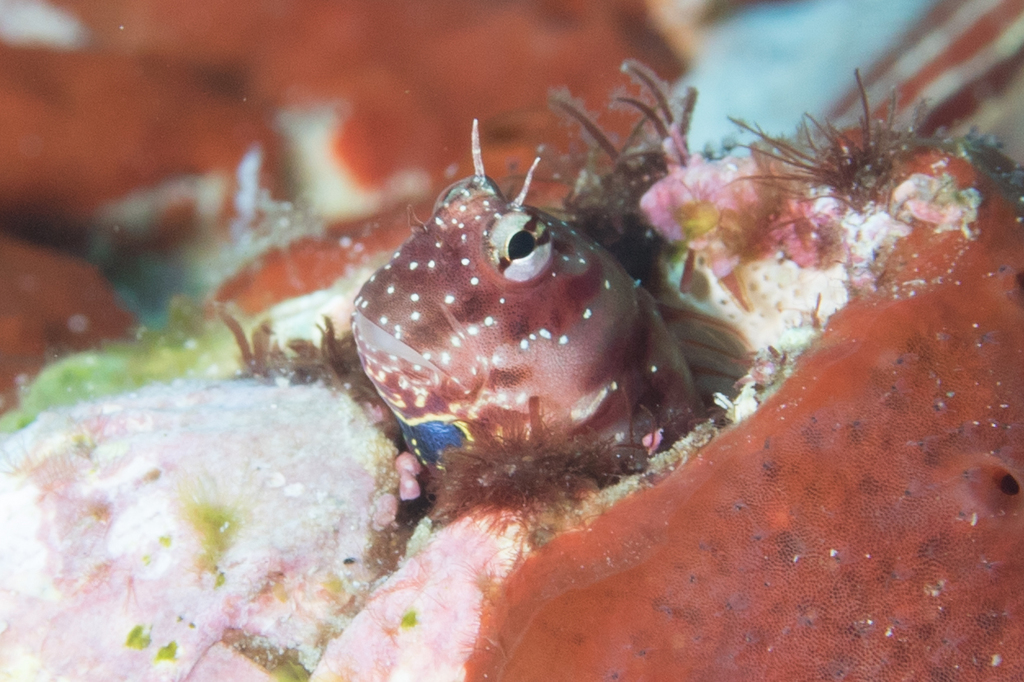 Delicate Blennies