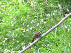 Pomatorhinus musicus