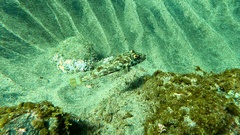 Sphoeroides marmoratus