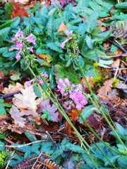 Betonica officinalis