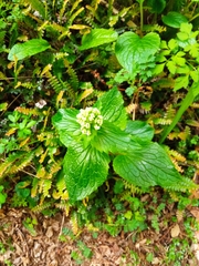 Valeriana lapathifolia