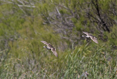 Marmaronetta angustirostris