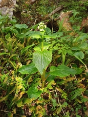 Valeriana lapathifolia