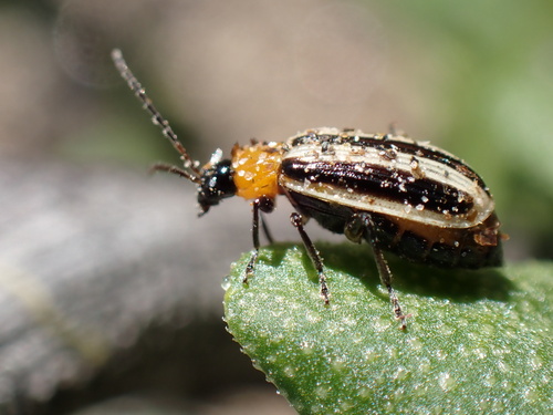 Western Striped Cucumber Beetle photo 4