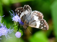 Heliopetes domicella