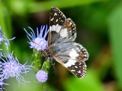 Heliopetes domicella