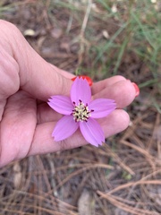 Cosmos ochroleucoflorus
