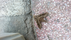 Hippotion velox