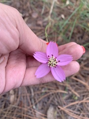 Cosmos ochroleucoflorus