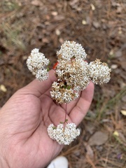 Stevia serrata