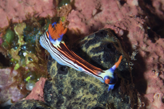 Nembrotha