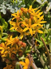 Quinchamalium chilense