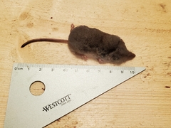 Sorex monticola