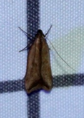 Dichomeris heriguronis