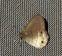 Splendeuptychia tupinamba